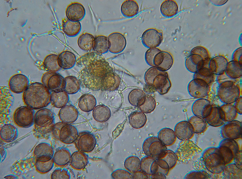 Physarum globuliferum?